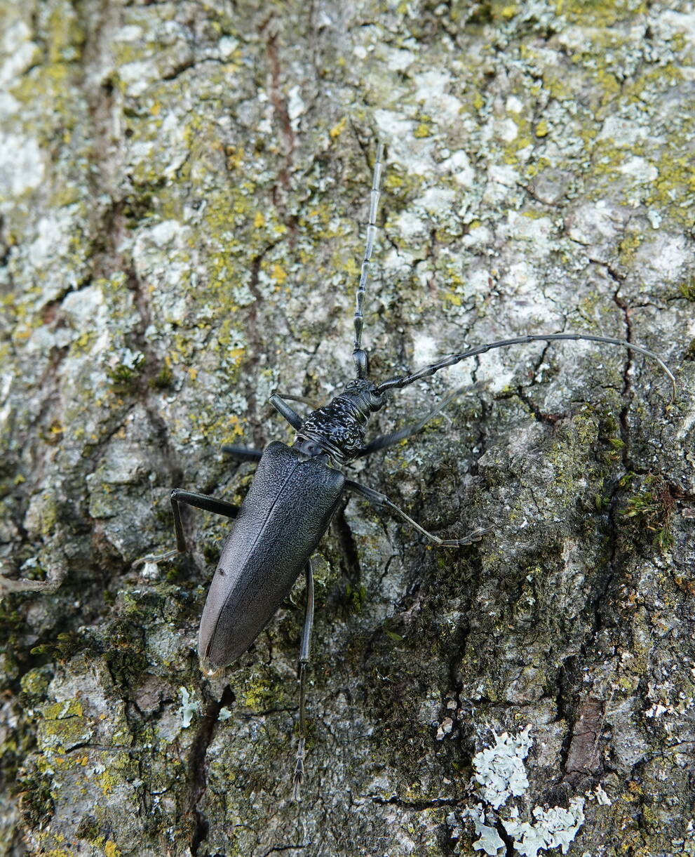Chênes et habitants