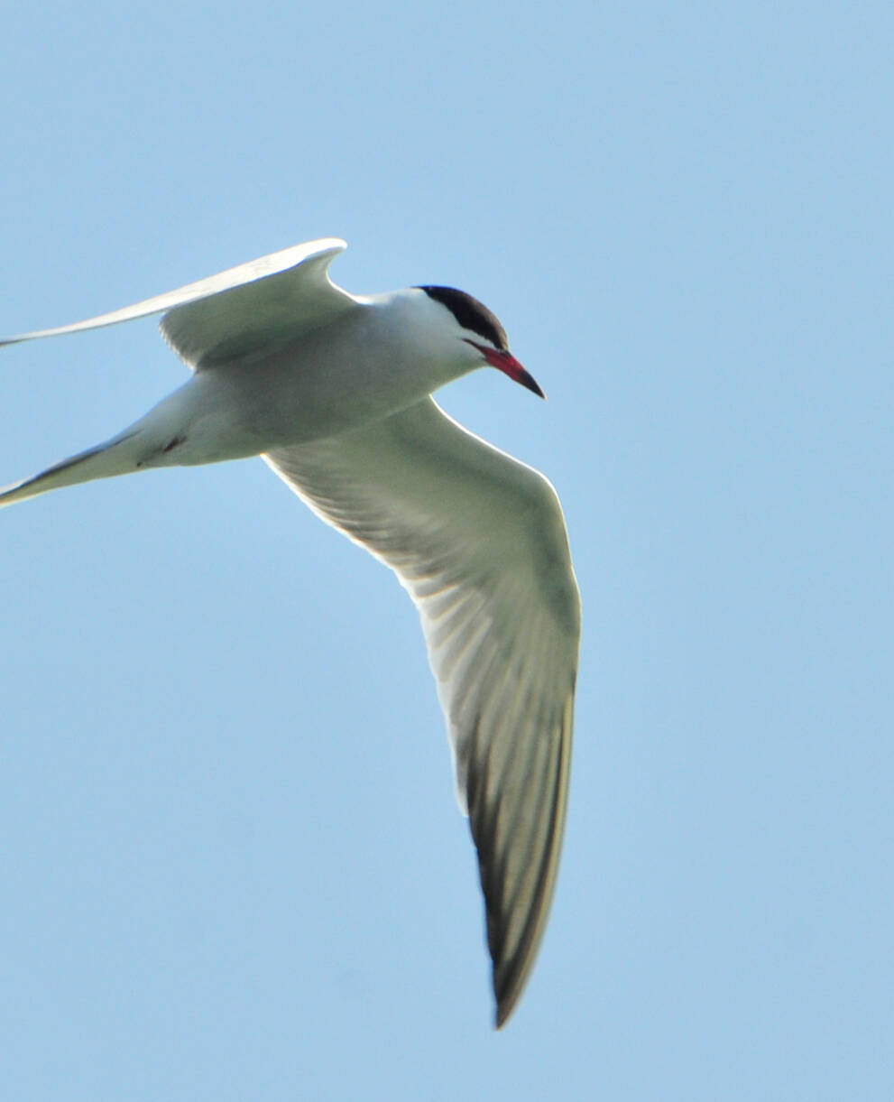 Sterne pierregarin à l'honneur