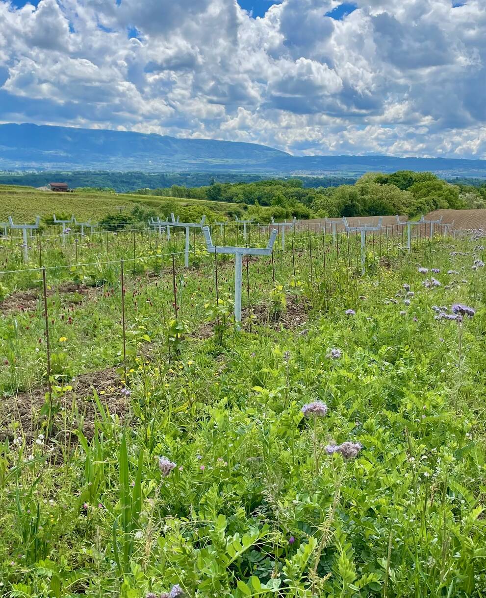 Vignoble du domaine des Balisiers - Genève