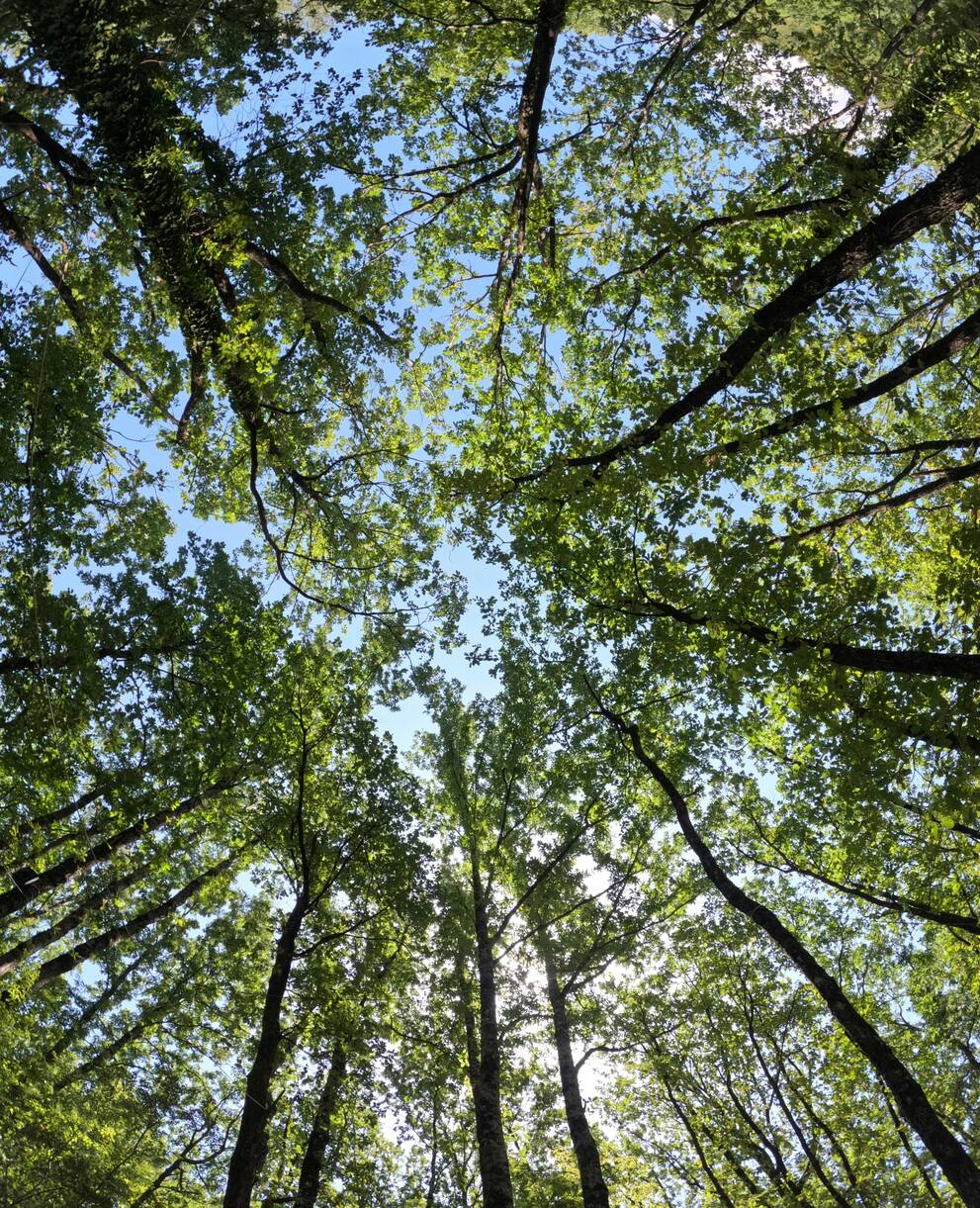 Forêt