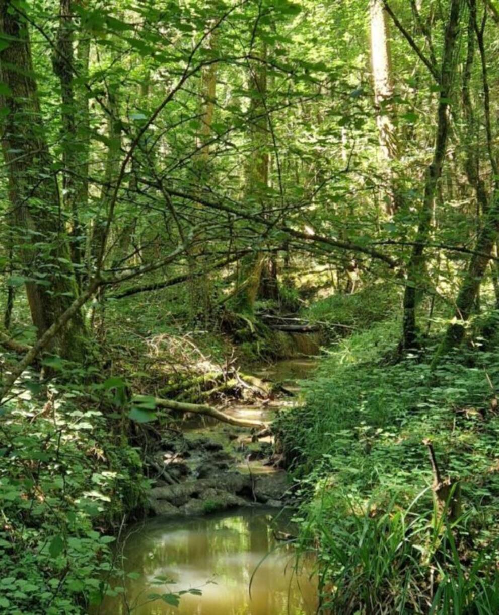 Ruisseau des Vernes (FR)