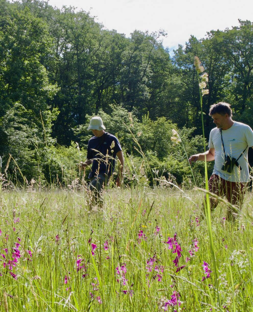 Comptage des Glaeuils dans la réserve naturelle des Faverges