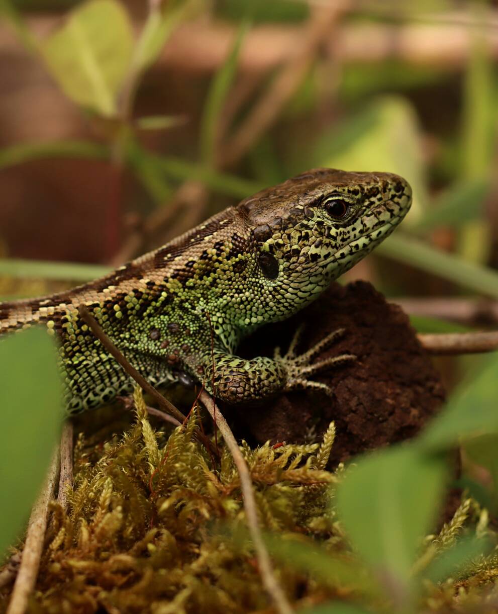 Lézard des souches