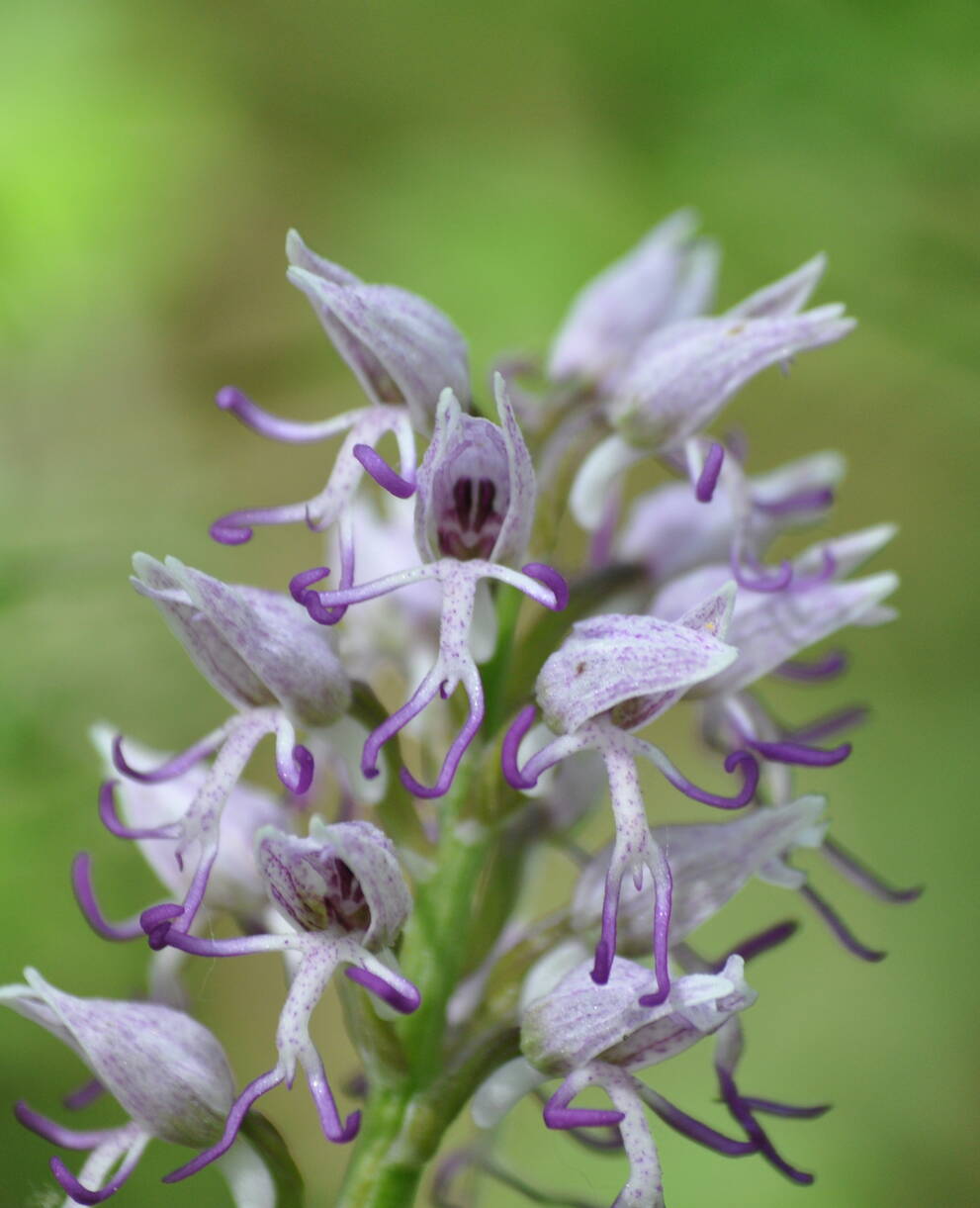 Orchis singe
