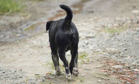 chien errant